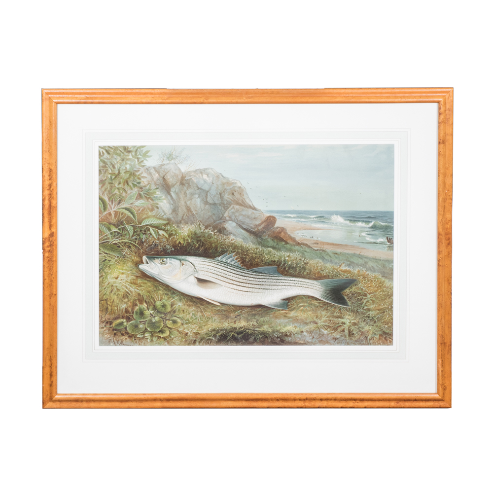 After S.A. Kilbourne "The Striped Bass" Chromolithograph