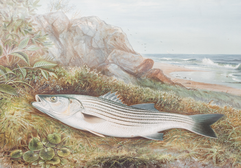 After S.A. Kilbourne "The Striped Bass" Chromolithograph
