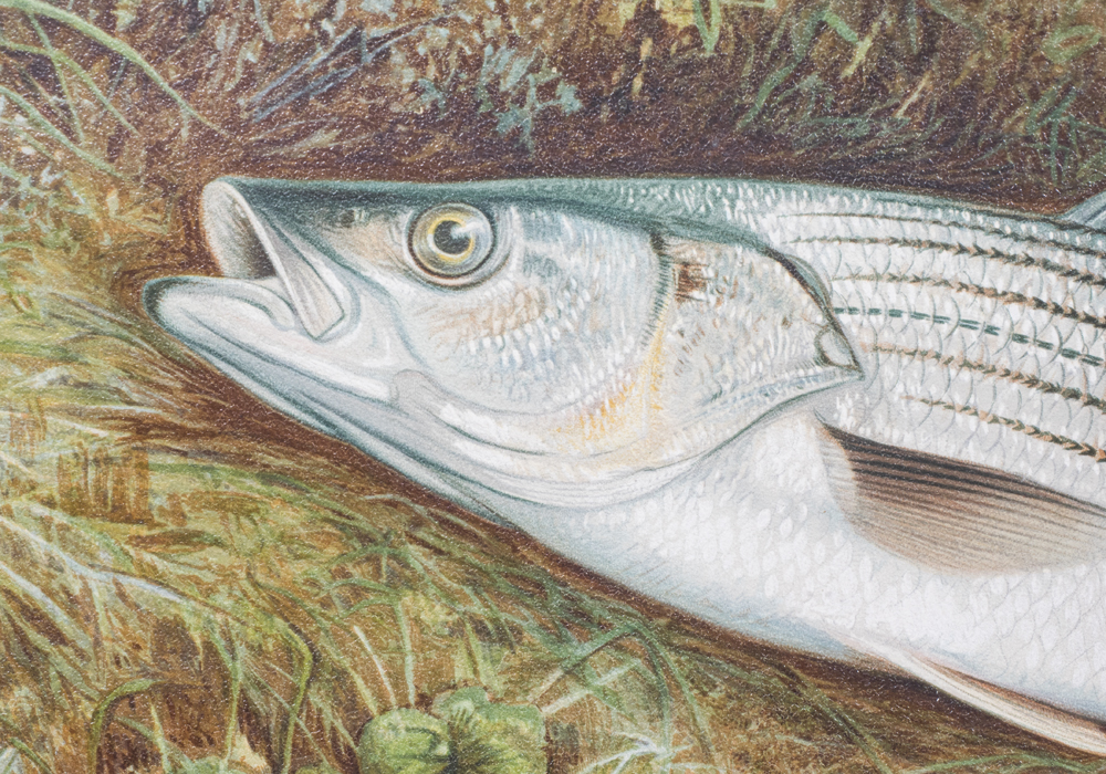 After S.A. Kilbourne "The Striped Bass" Chromolithograph