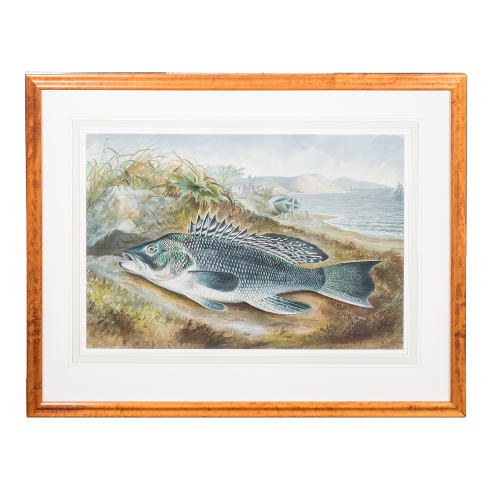 After S.A. Kilbourne "Sea Bass or Southern Blackfish" Chromolithograph