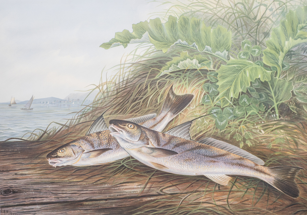 After S.A. Kilbourne "The Kingfish and The Whiting" Chromolithograph