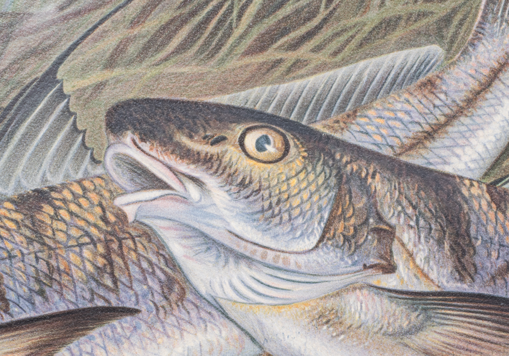 After S.A. Kilbourne "The Kingfish and The Whiting" Chromolithograph