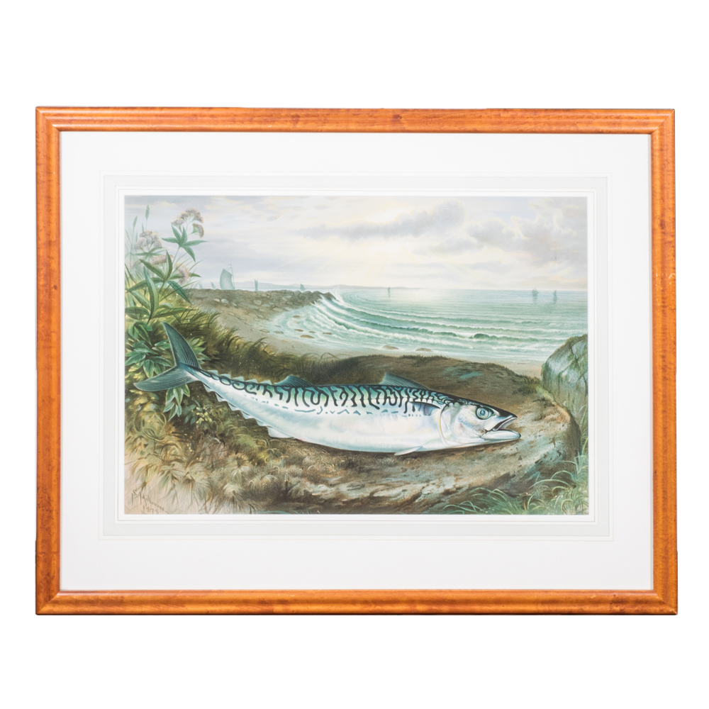 After S.A. Kilbourne "Mackeral" Chromolithograph