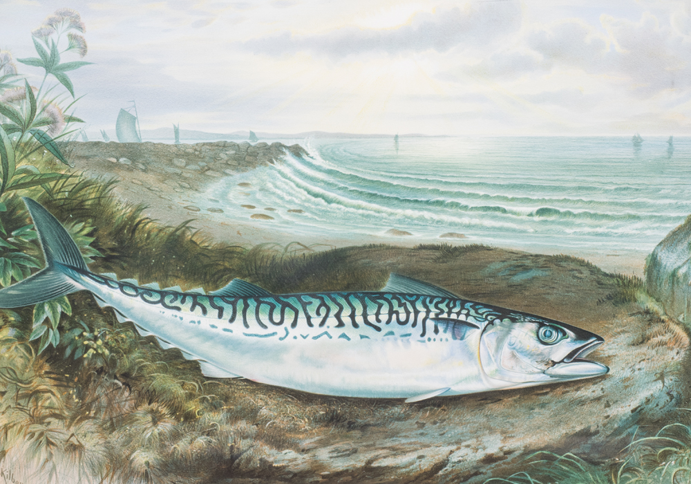 After S.A. Kilbourne "Mackeral" Chromolithograph