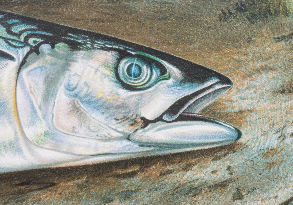 After S.A. Kilbourne "Mackeral" Chromolithograph