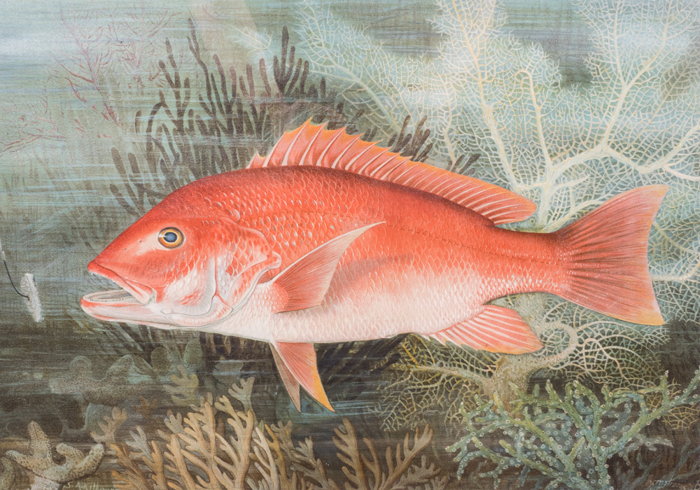 After S.A. Kilbourne "Red Snapper" Chromolithograph
