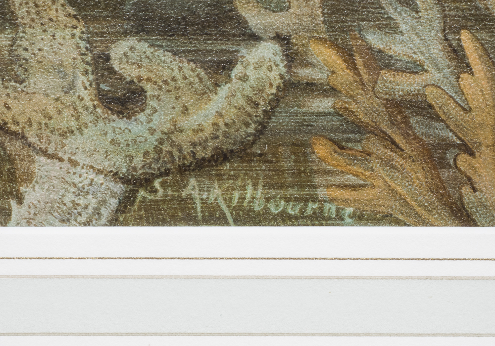 After S.A. Kilbourne "Red Snapper" Chromolithograph