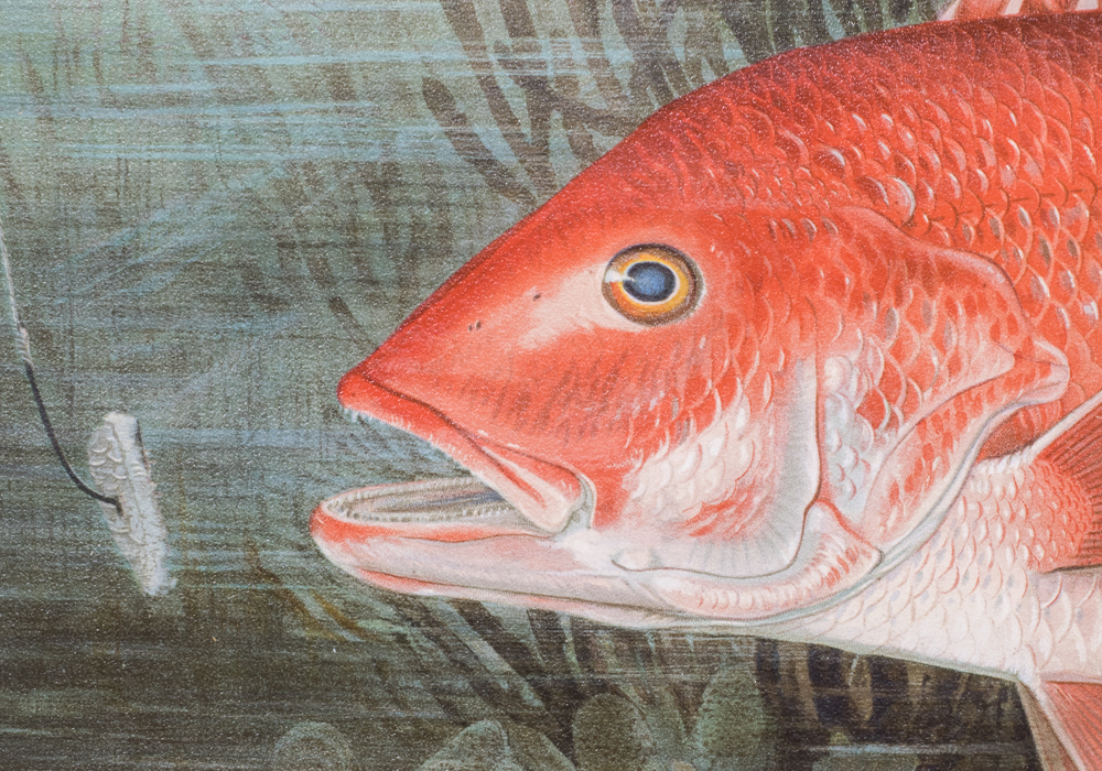 After S.A. Kilbourne "Red Snapper" Chromolithograph