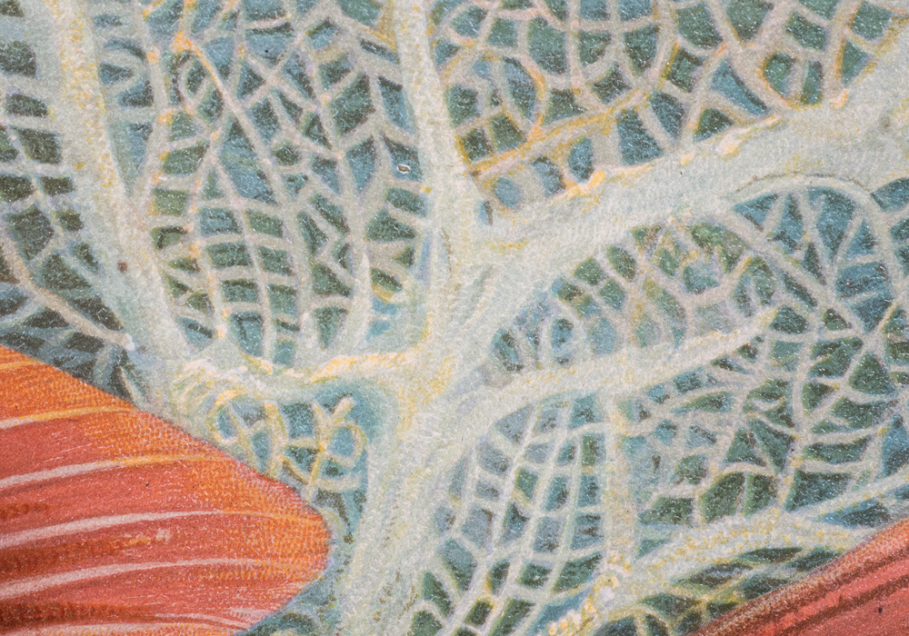 After S.A. Kilbourne "Red Snapper" Chromolithograph