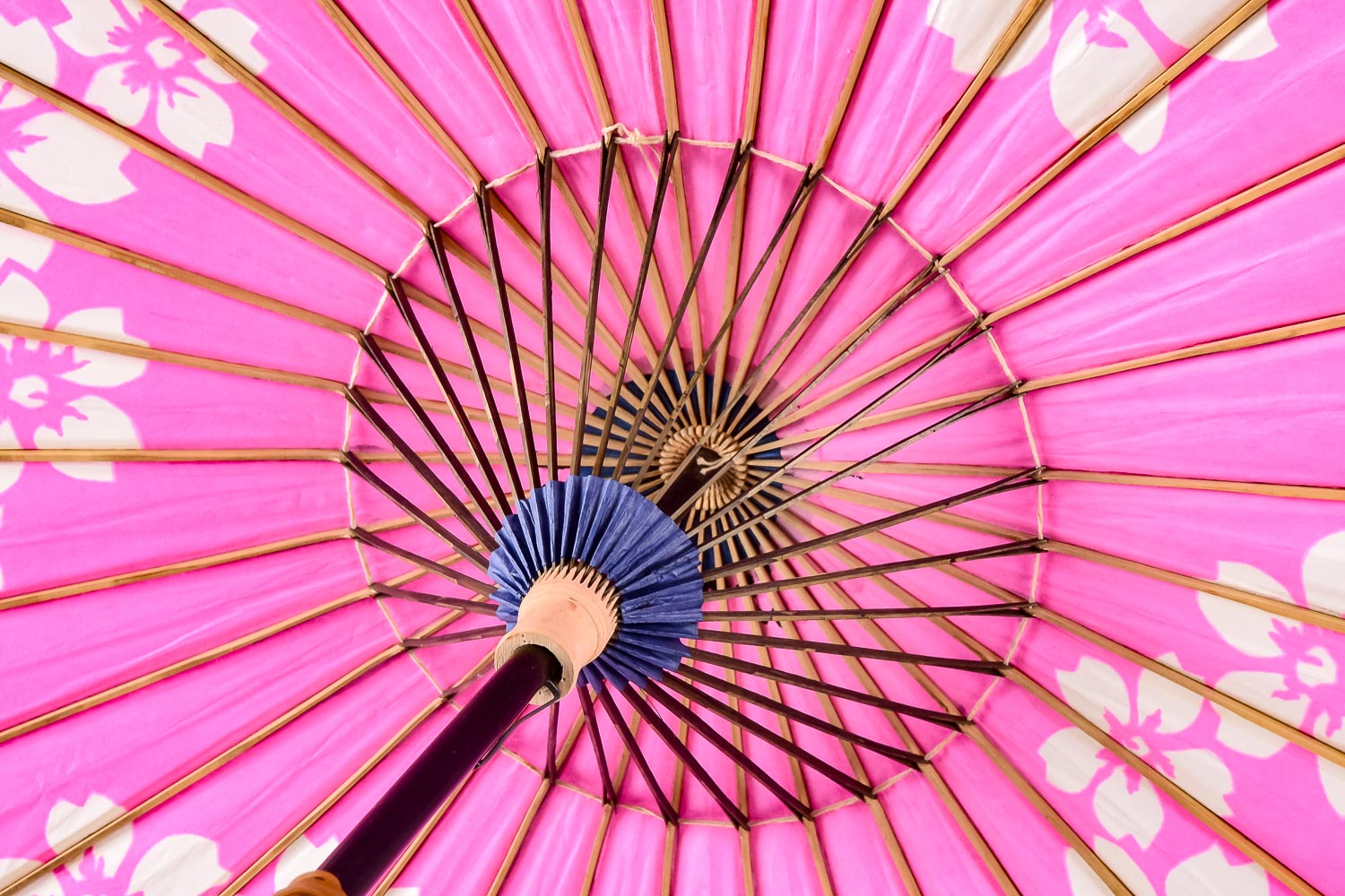 Asian Varnished Paper and Bamboo Umbrellas