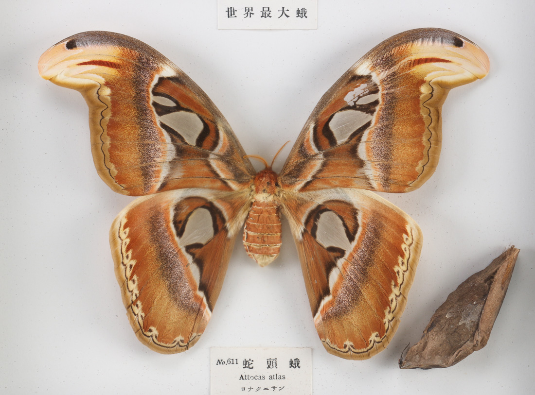 Mounted Attacus Atlas Moth With Cocoon