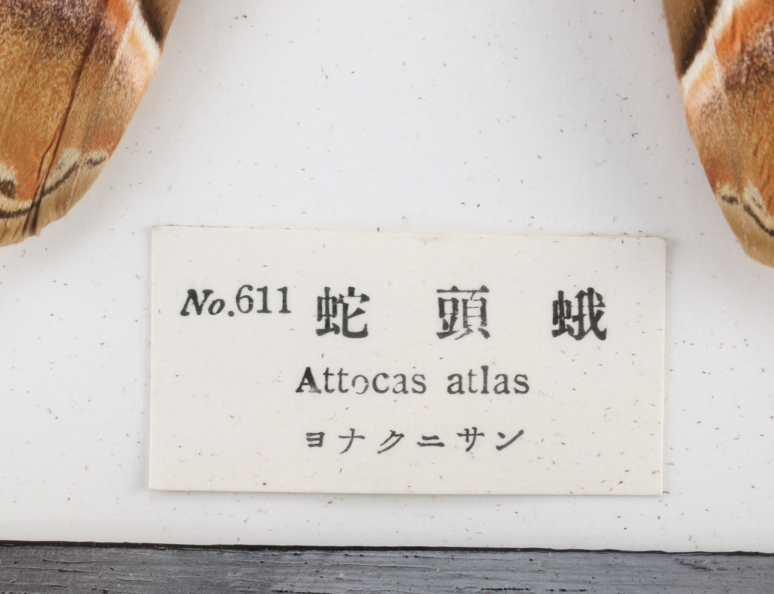 Mounted Attacus Atlas Moth With Cocoon