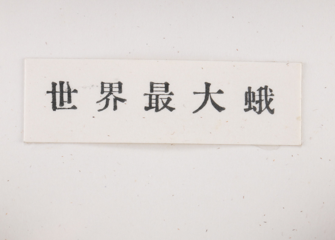 Mounted Attacus Atlas Moth With Cocoon