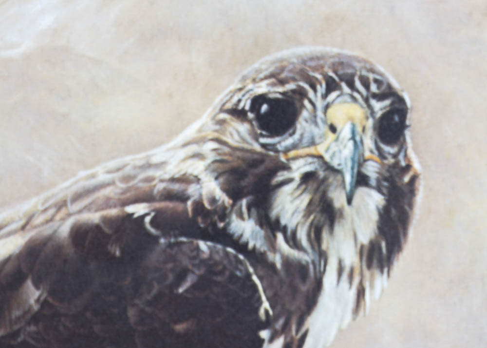 Signed Charles Frace Hawk Print