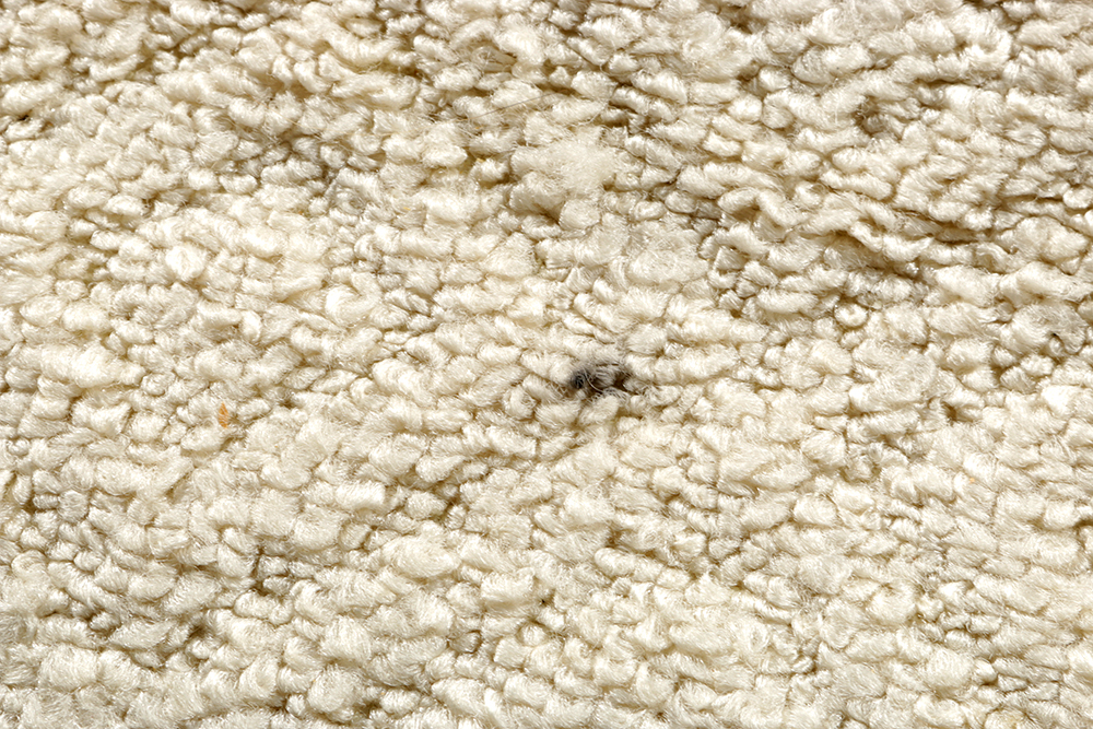 Cream Area Rug with Fringe