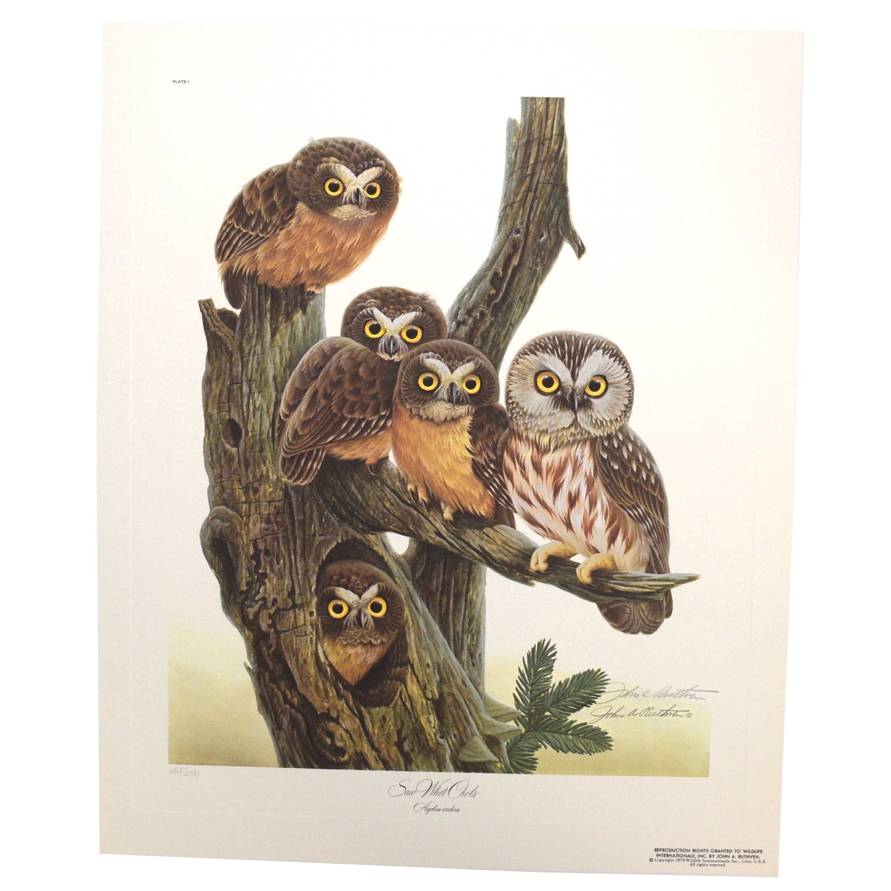 John A. Ruthven 'Saw Whet Owls' Limited Edition Signed Lithograph