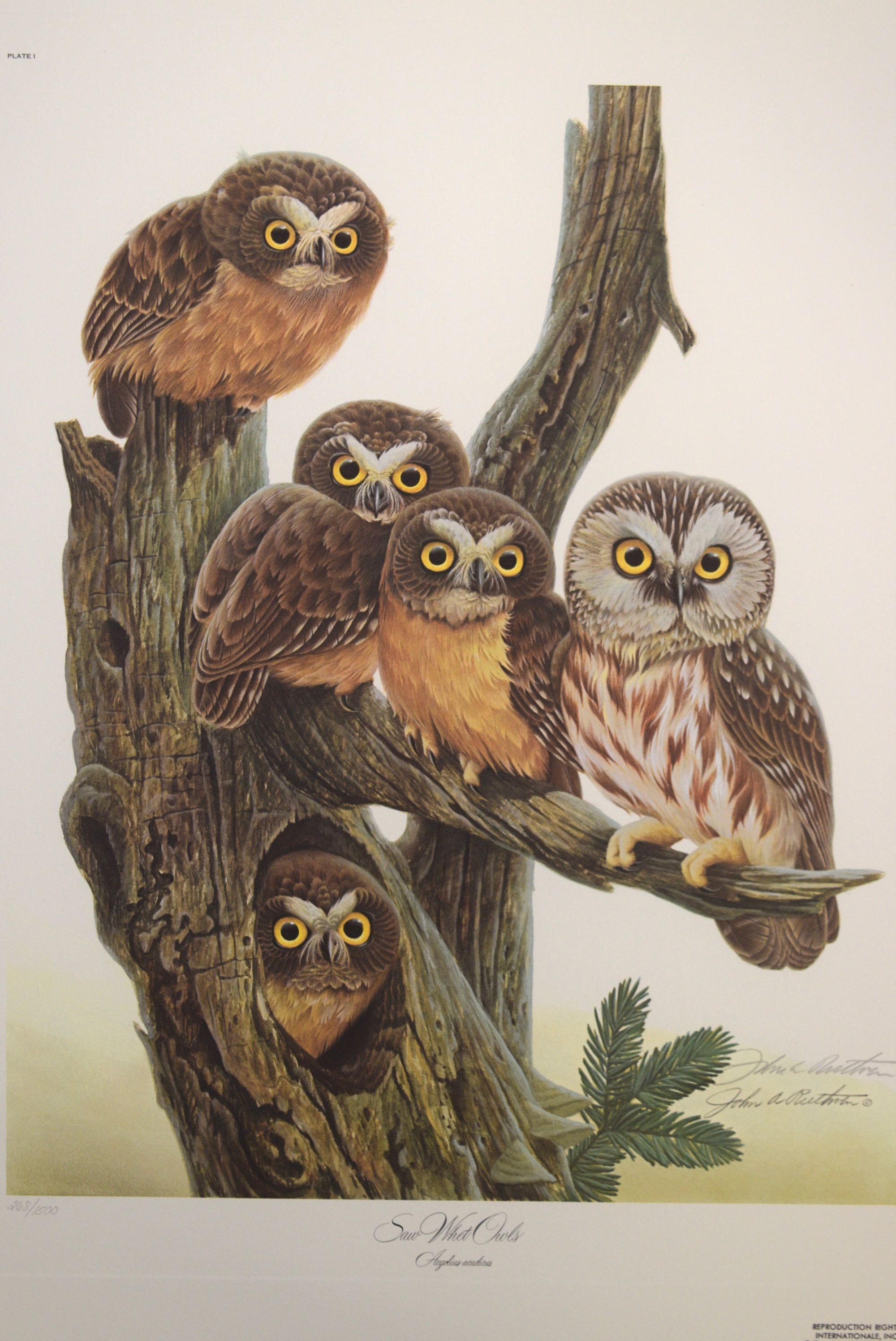 John A. Ruthven 'Saw Whet Owls' Limited Edition Signed Lithograph