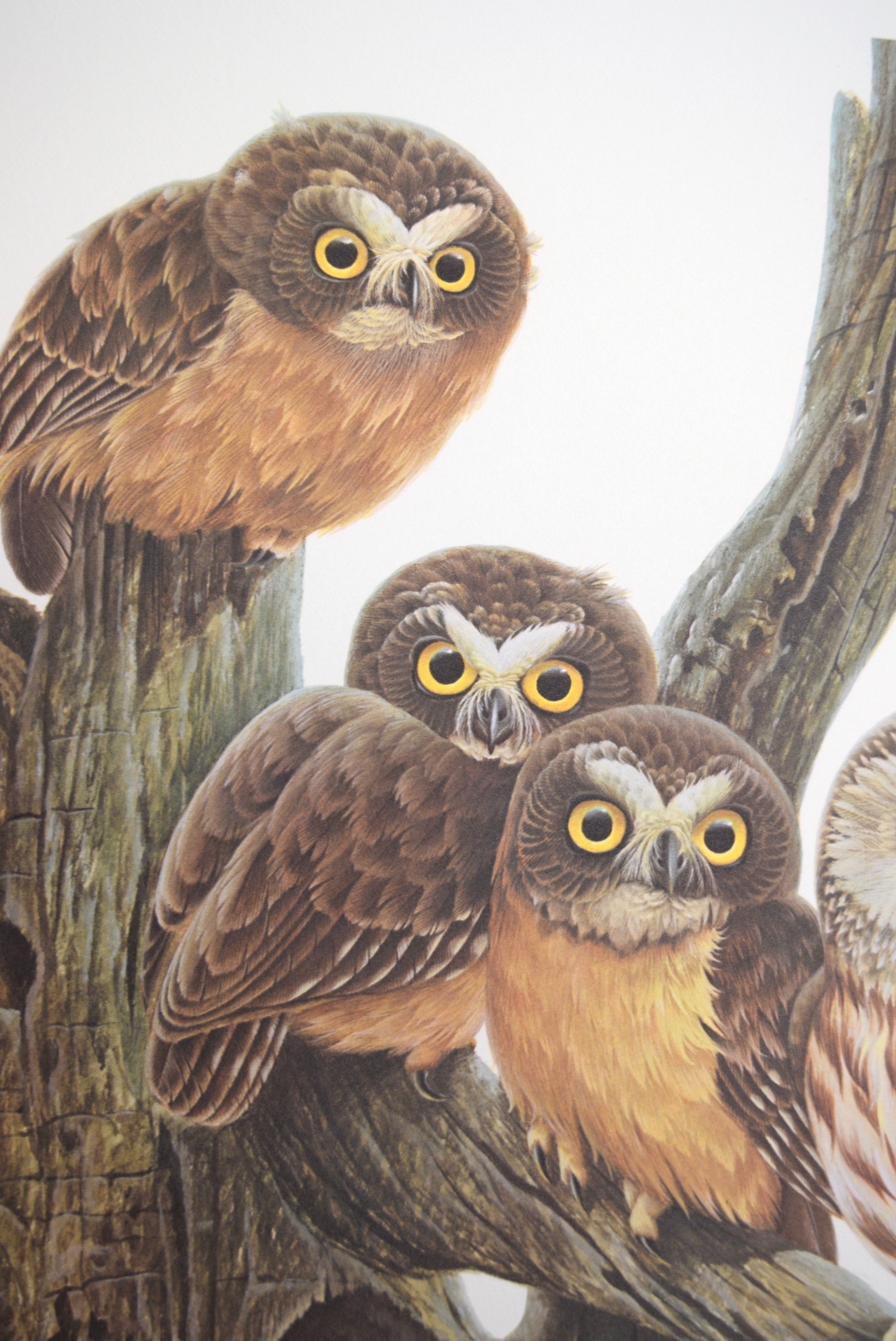 John A. Ruthven 'Saw Whet Owls' Limited Edition Signed Lithograph