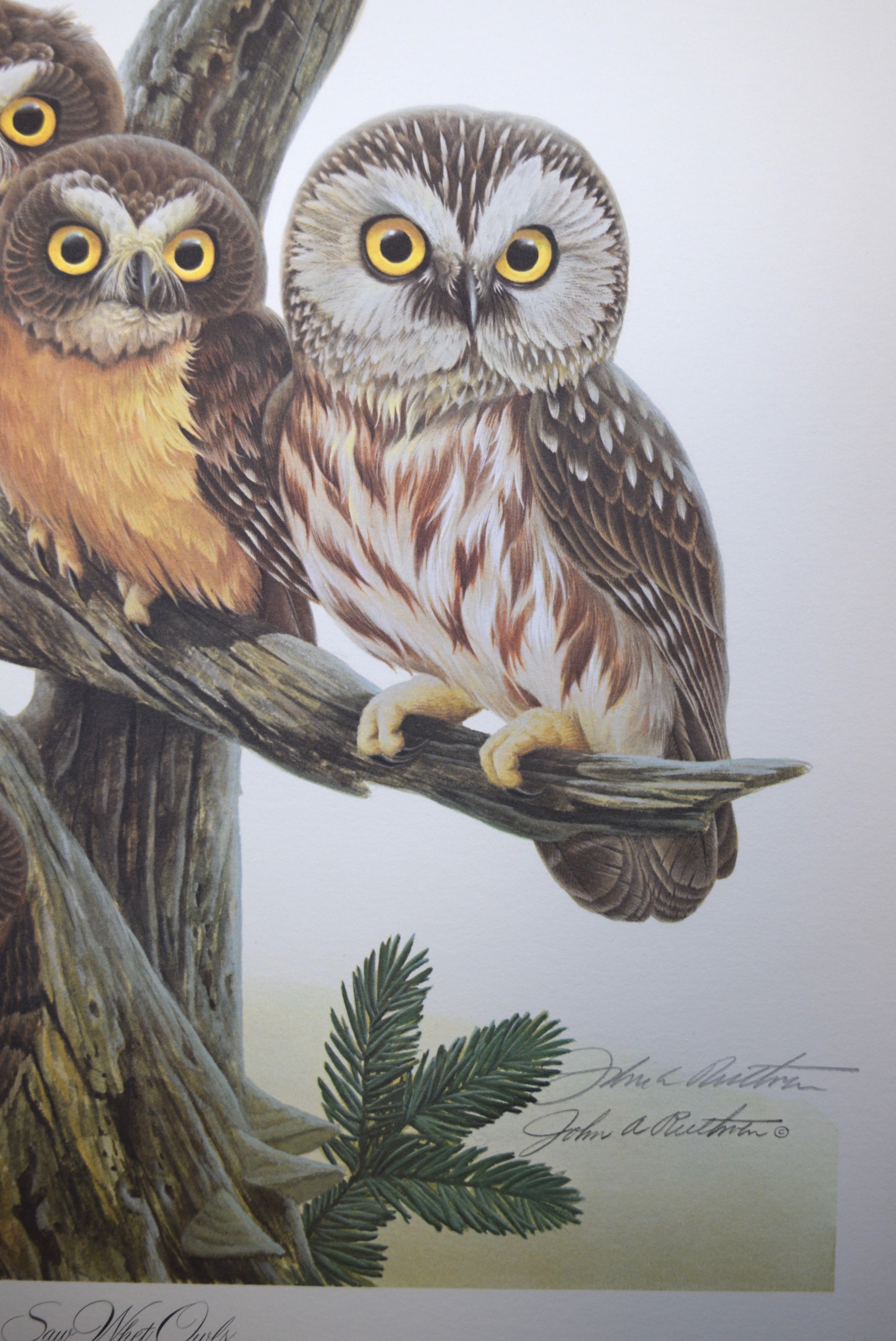 John A. Ruthven 'Saw Whet Owls' Limited Edition Signed Lithograph