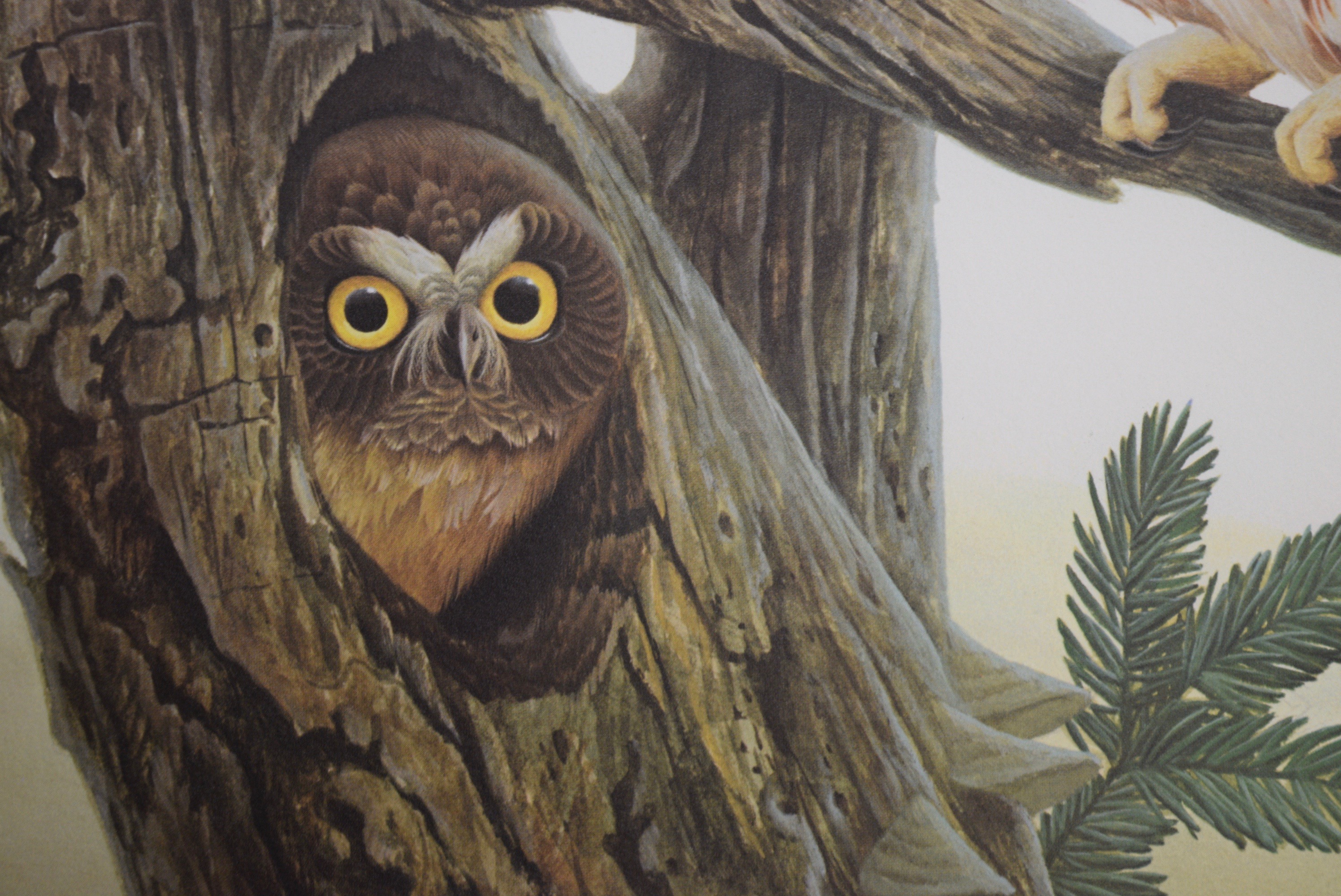 John A. Ruthven 'Saw Whet Owls' Limited Edition Signed Lithograph