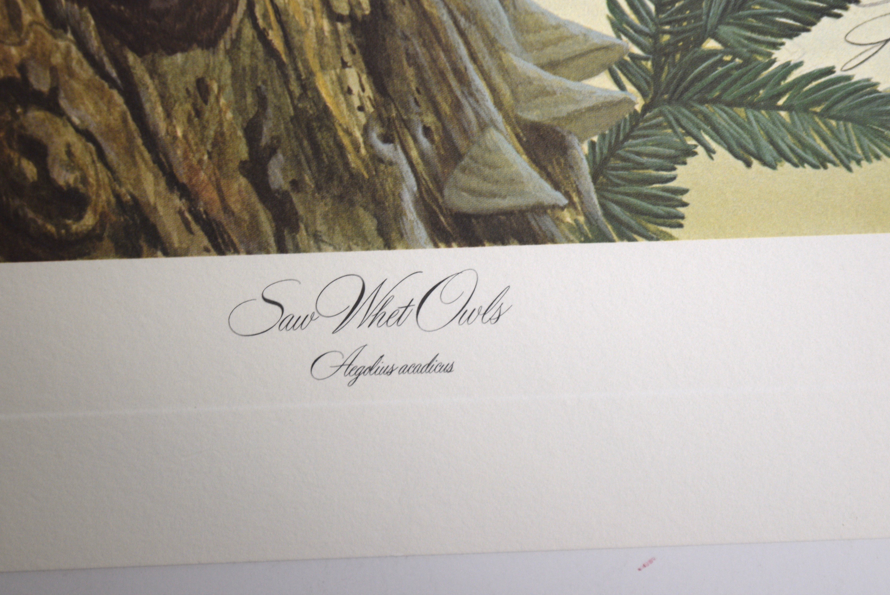 John A. Ruthven 'Saw Whet Owls' Limited Edition Signed Lithograph