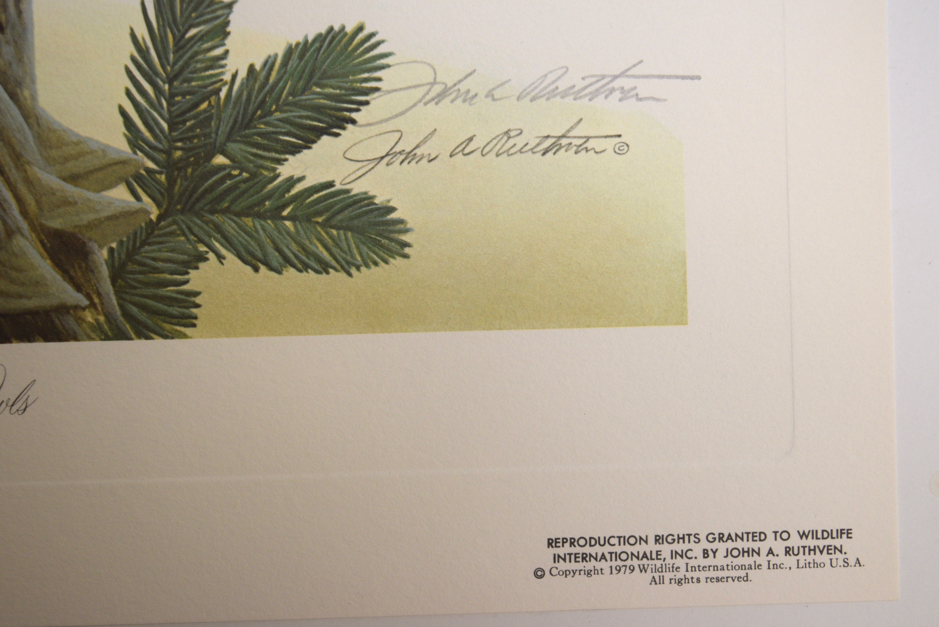 John A. Ruthven 'Saw Whet Owls' Limited Edition Signed Lithograph