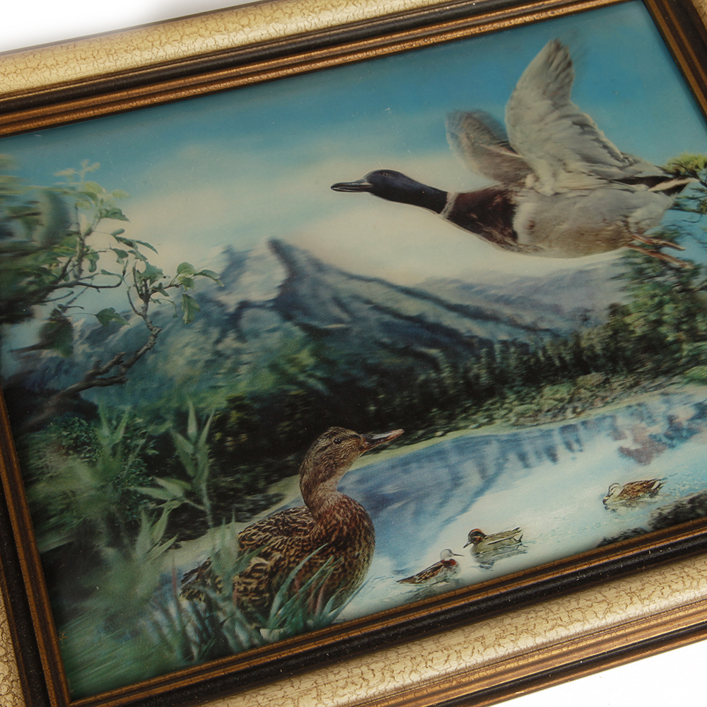 Lenticular Duck and Mallard Framed Prints