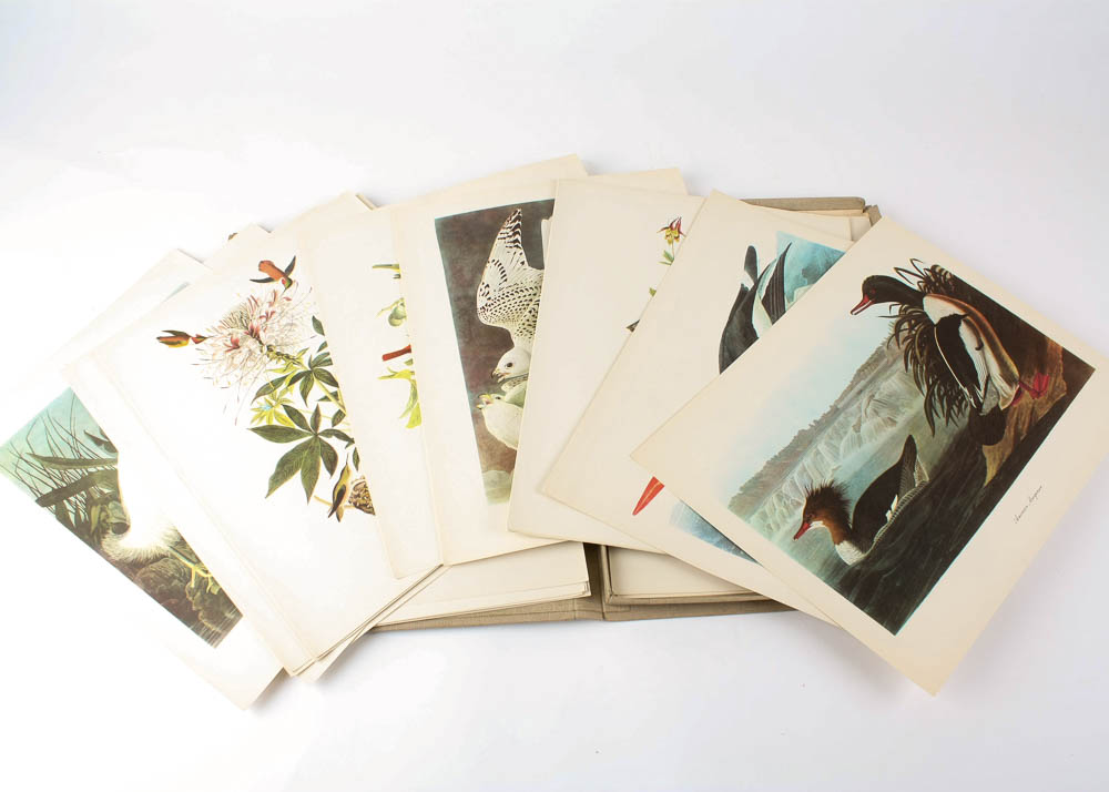 Audubon "Birds of America" Offset Lithograph Collection