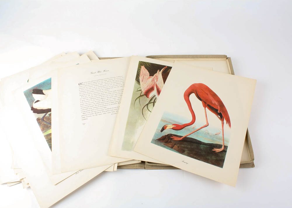 Audubon "Birds of America" Offset Lithograph Collection