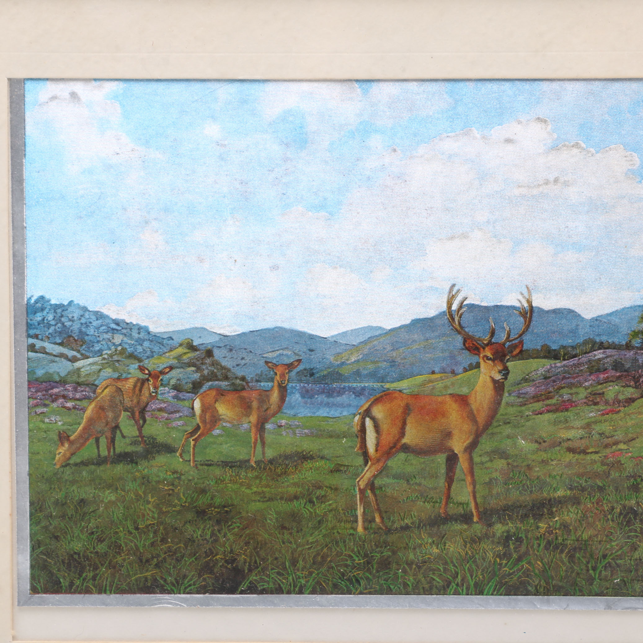 Collection of Nature Themed Prints on Foil