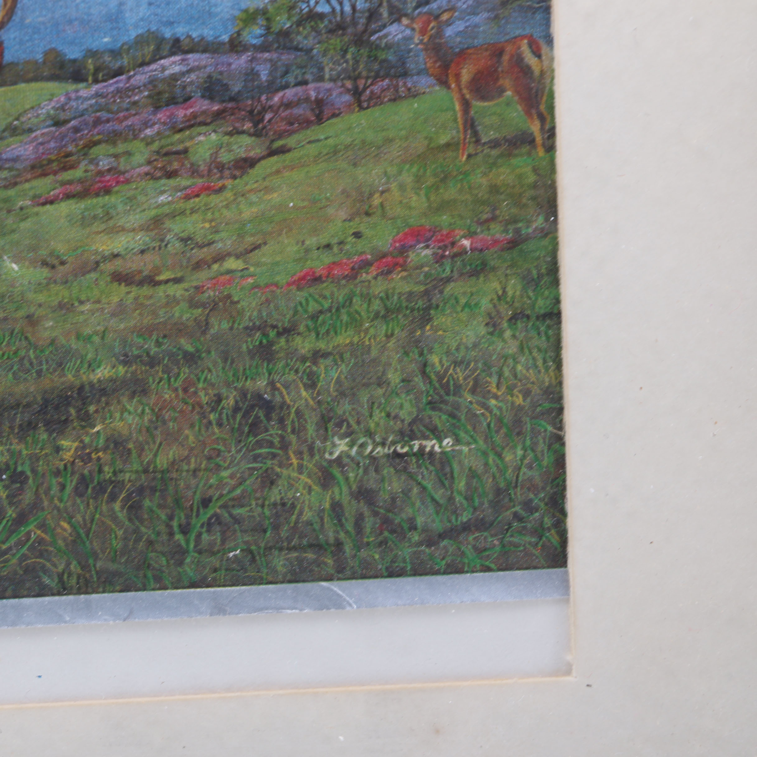 Collection of Nature Themed Prints on Foil