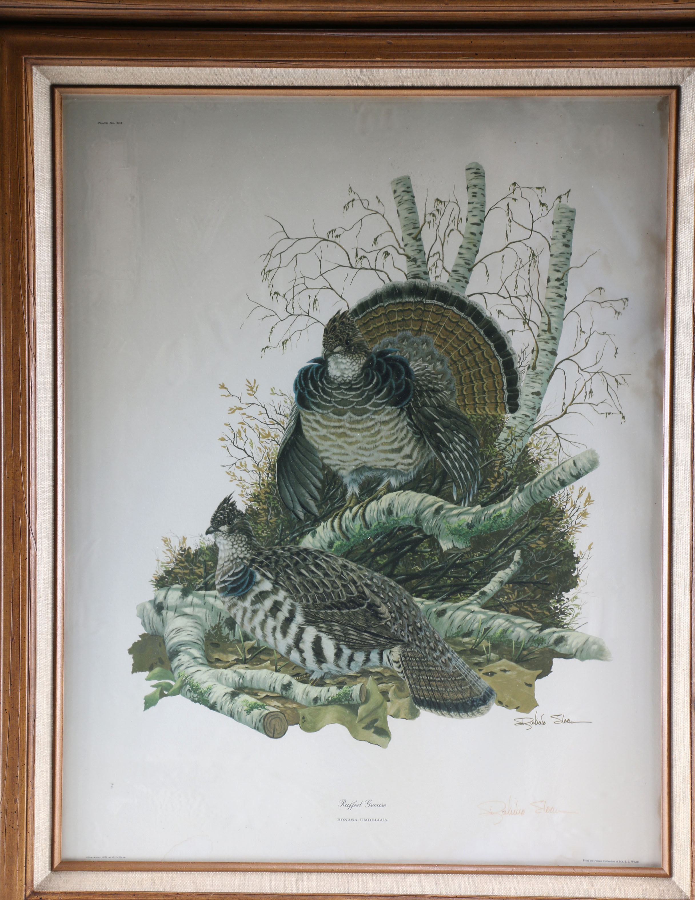 Ruffed Grouse Framed Giclee Print After Richard Sloan