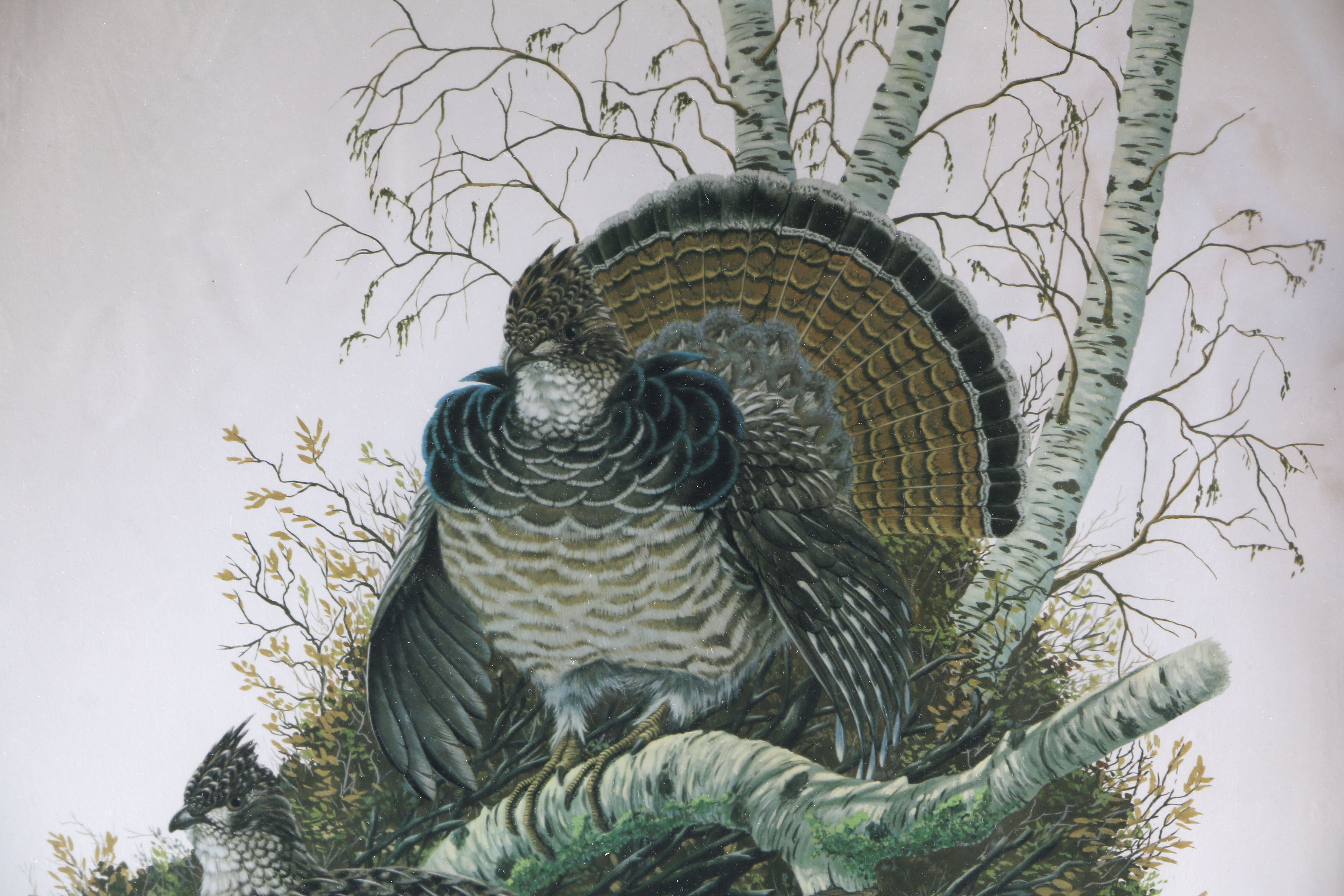 Ruffed Grouse Framed Giclee Print After Richard Sloan