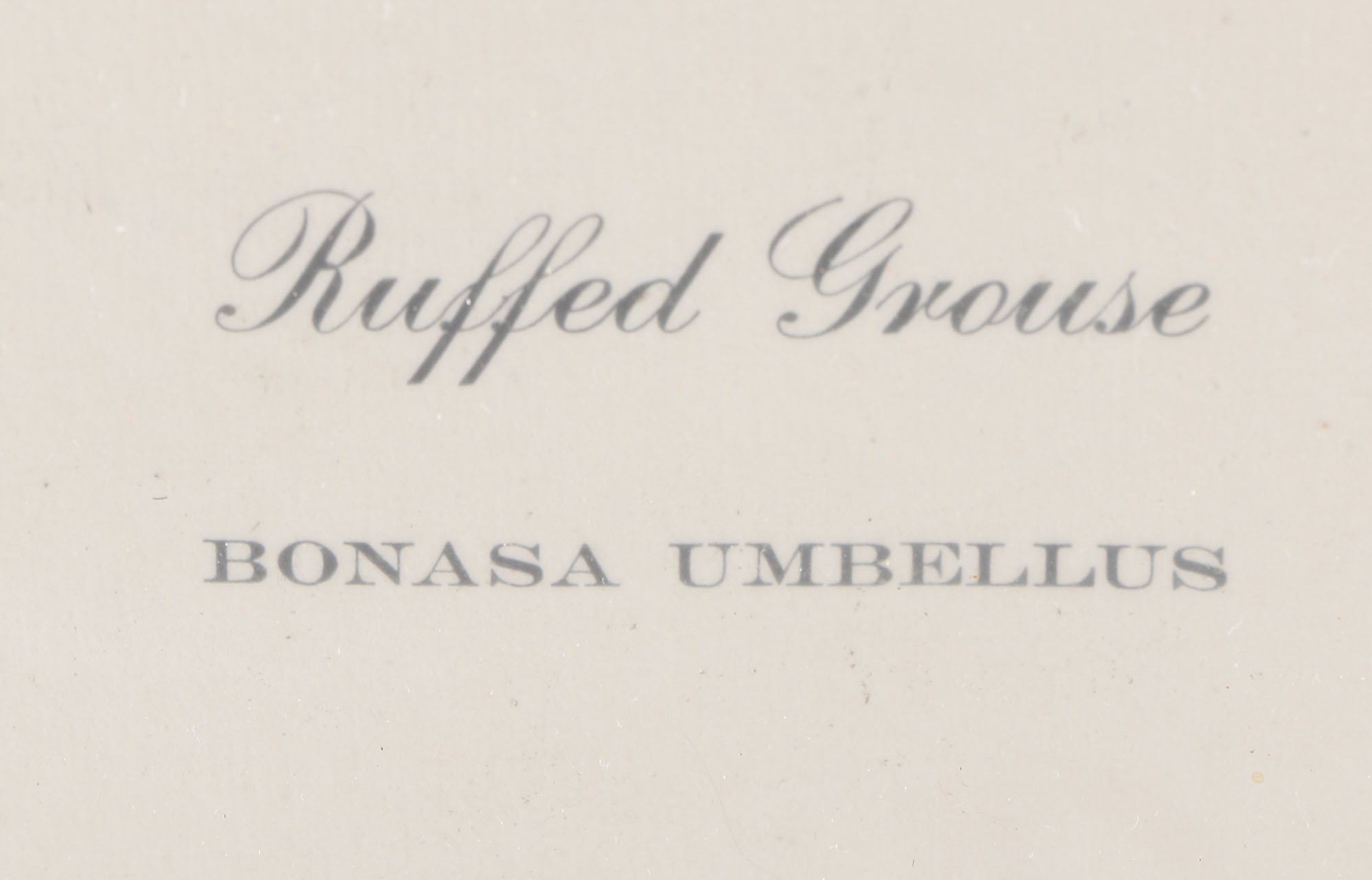 Ruffed Grouse Framed Giclee Print After Richard Sloan