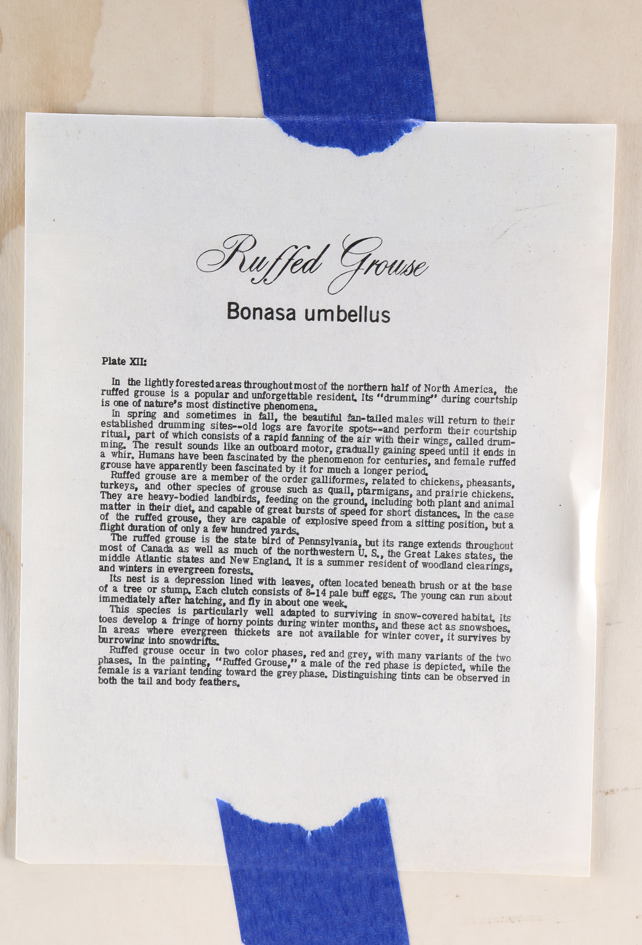 Ruffed Grouse Framed Giclee Print After Richard Sloan