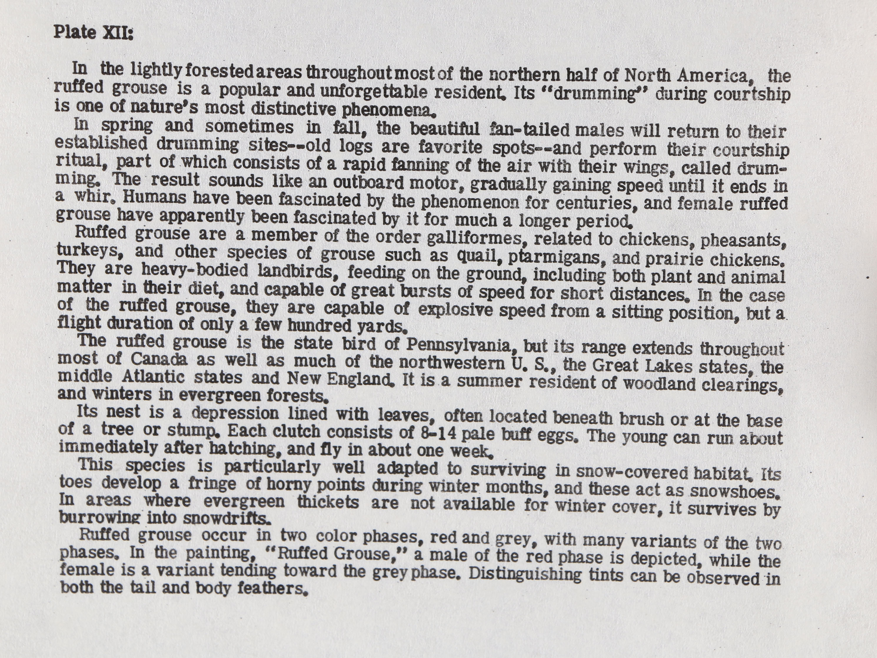 Ruffed Grouse Framed Giclee Print After Richard Sloan