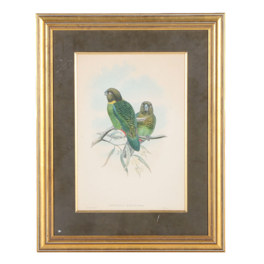 John Gould Hand-Tinted Lithograph "Psittacella Brehmii"