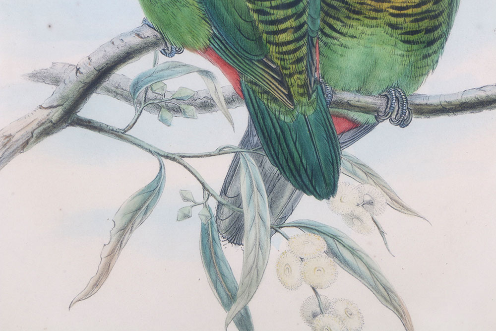 John Gould Hand-Tinted Lithograph "Psittacella Brehmii"