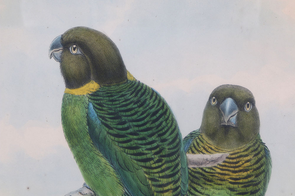 John Gould Hand-Tinted Lithograph "Psittacella Brehmii"