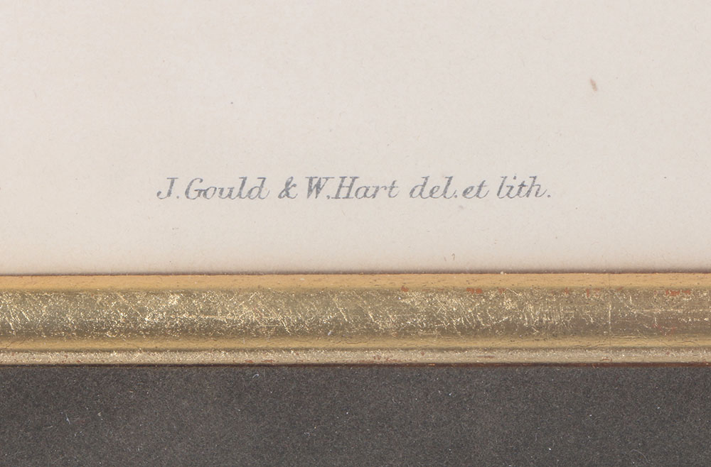 John Gould Hand-Tinted Lithograph "Psittacella Brehmii"