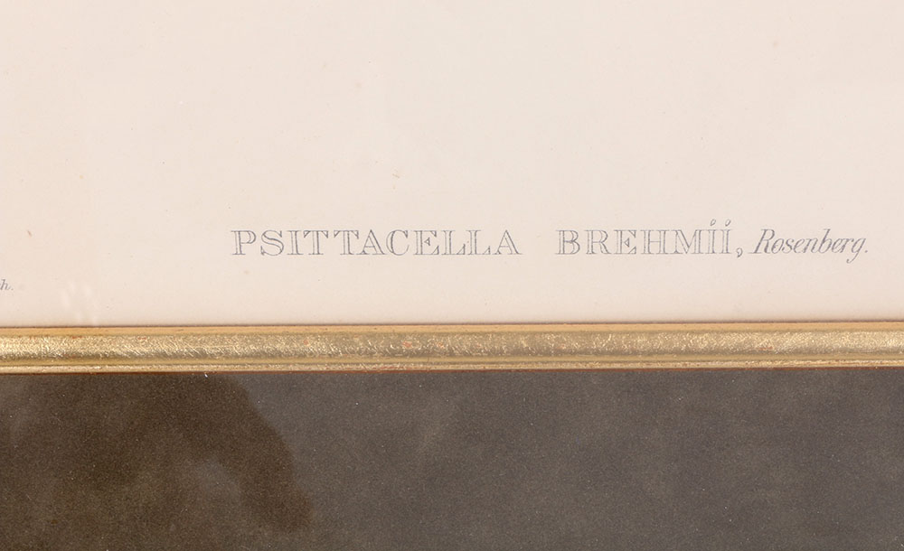 John Gould Hand-Tinted Lithograph "Psittacella Brehmii"