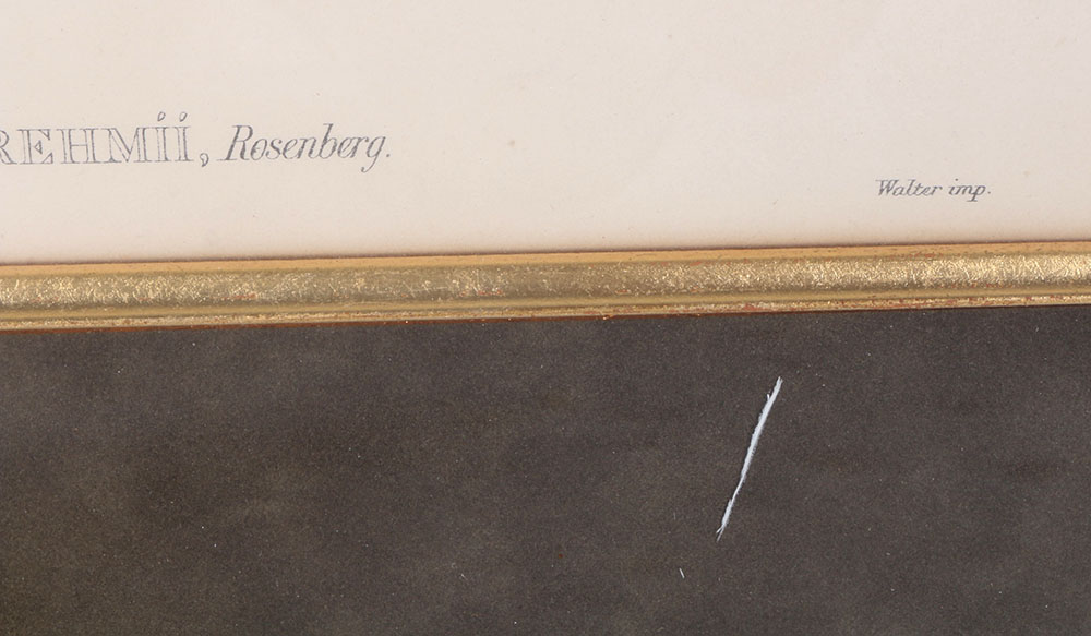 John Gould Hand-Tinted Lithograph "Psittacella Brehmii"