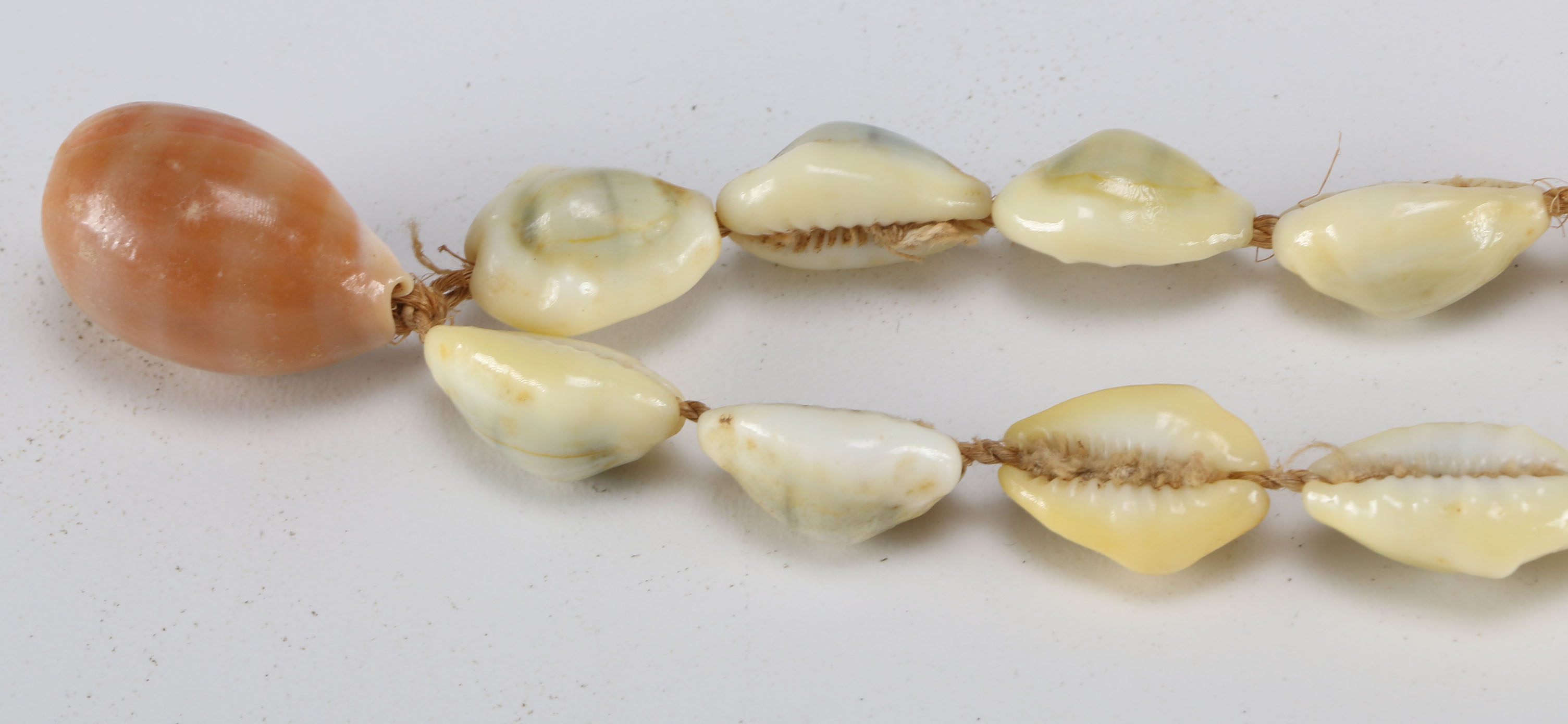 Collection of Seashell Necklaces