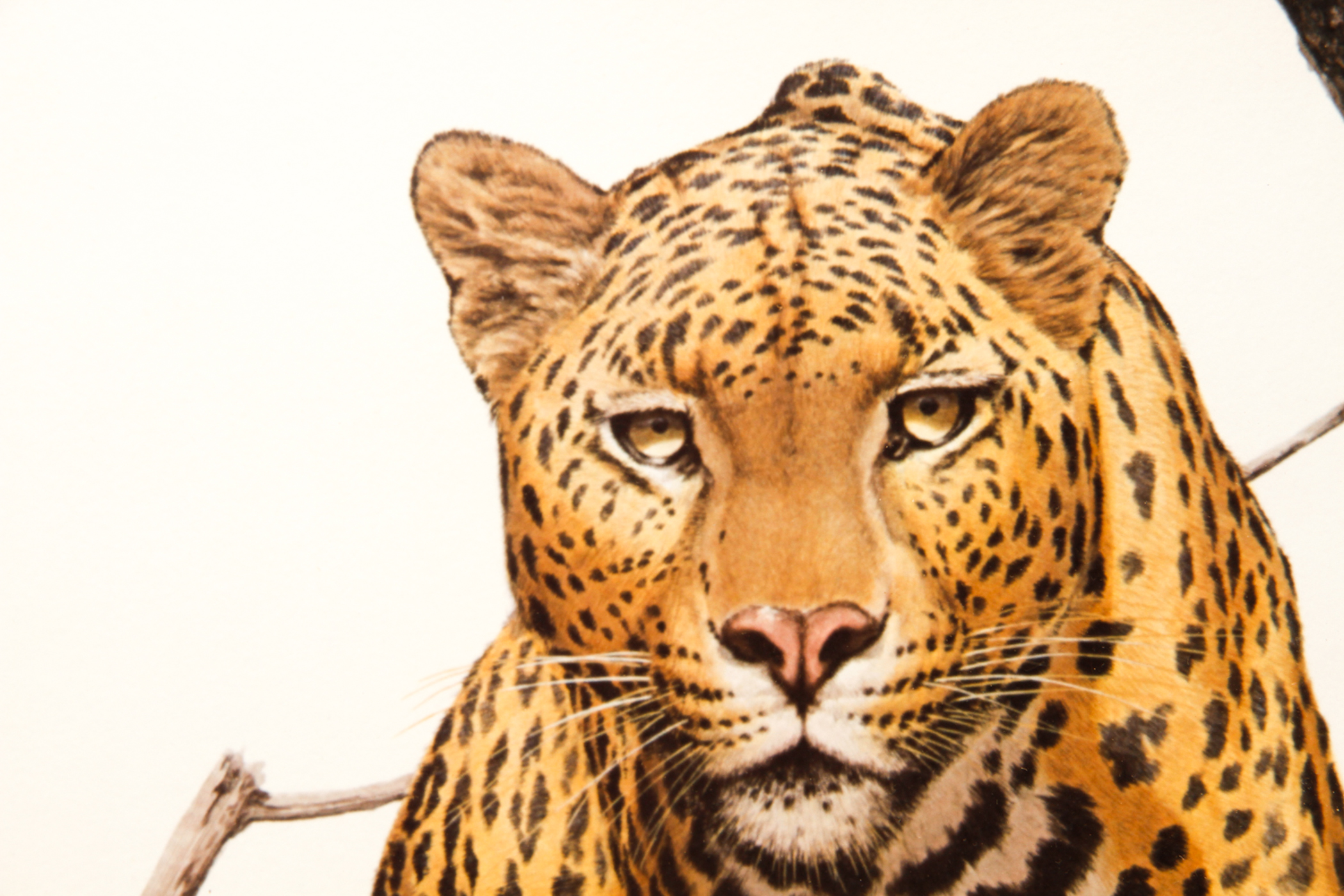 Pair of Wildlife Prints after Guy Coheleach