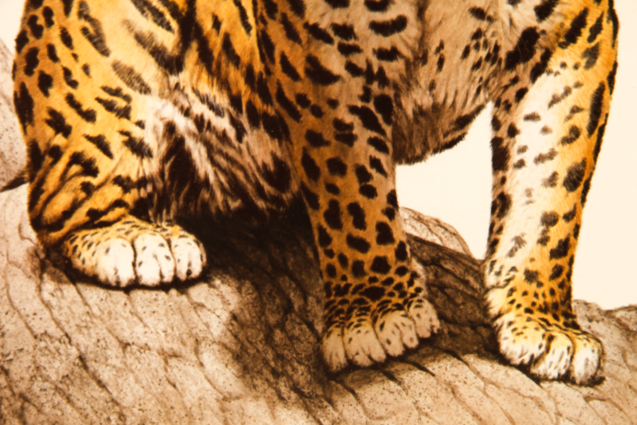 Pair of Wildlife Prints after Guy Coheleach