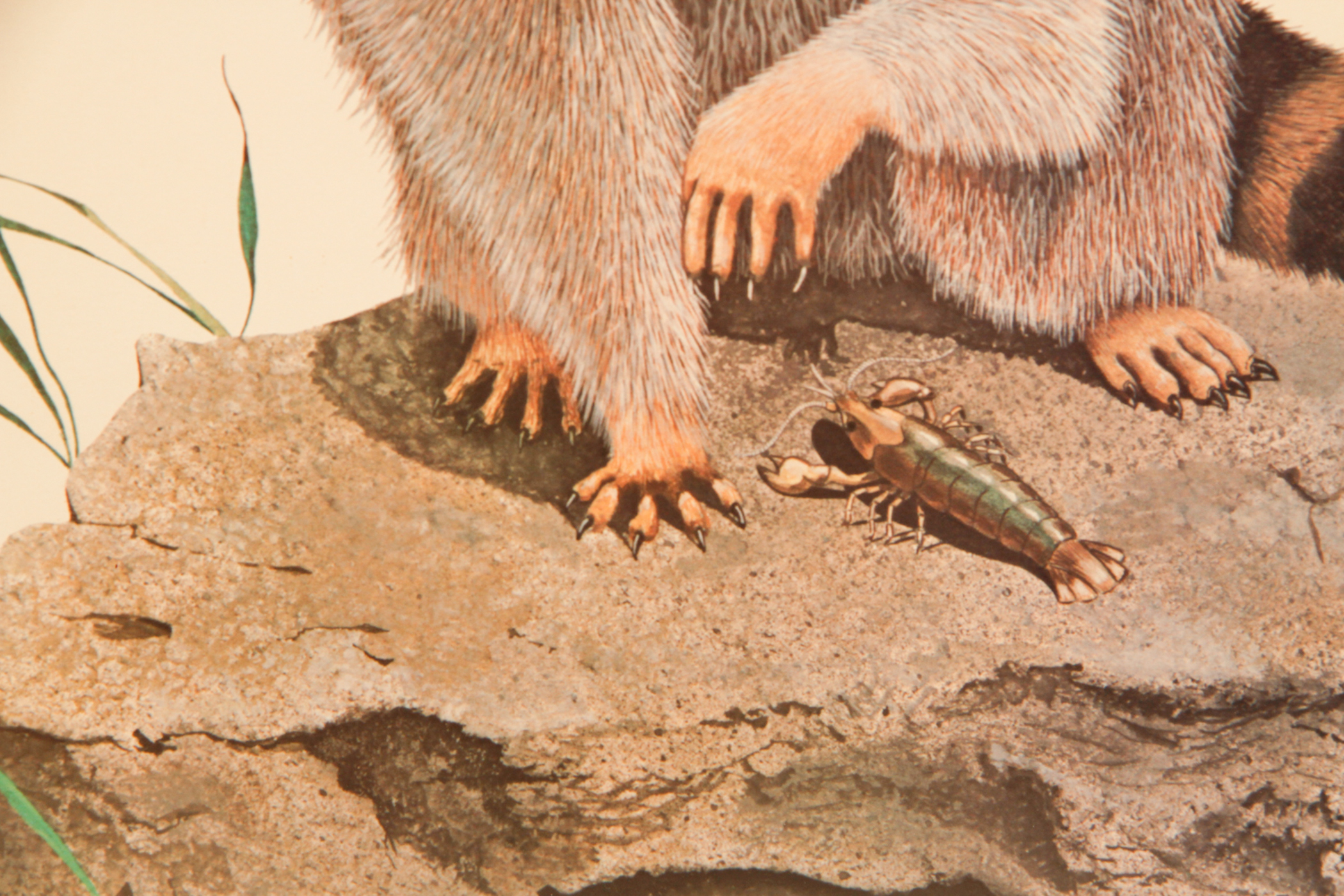 Pair of Wildlife Prints after Guy Coheleach