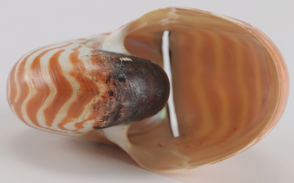 Pair of Nautilus Shell and Sterling Silver Place Card Holders