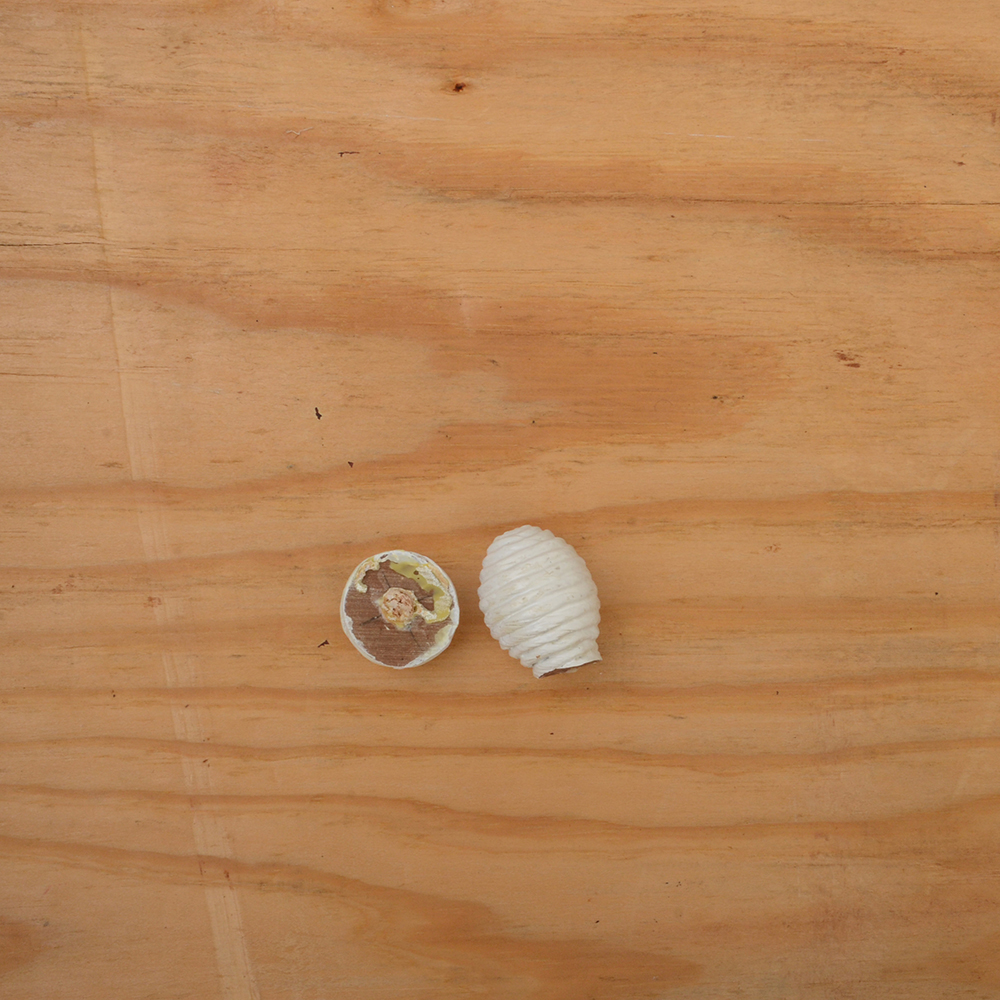 White Wicker Twin Trundle Bed