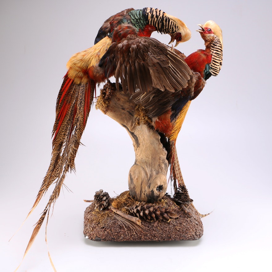 Diorama of Taxidermied Crested Golden Pheasants