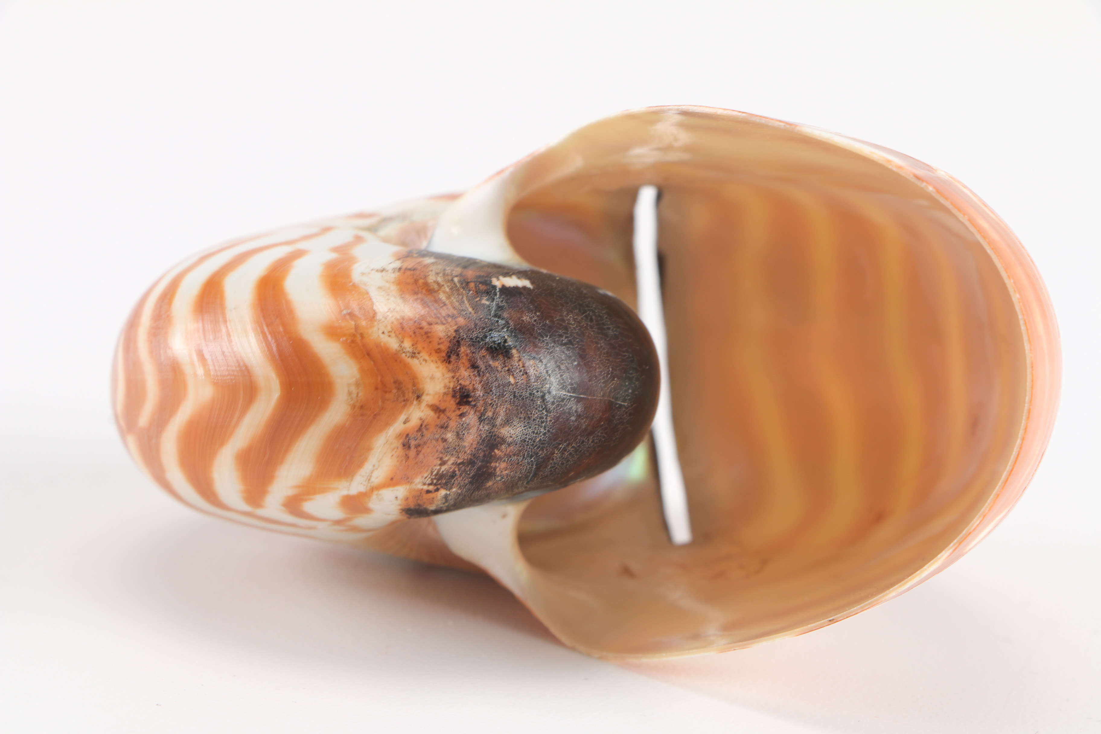 Pair of Nautilus Shell and Sterling Silver Place Card Holders